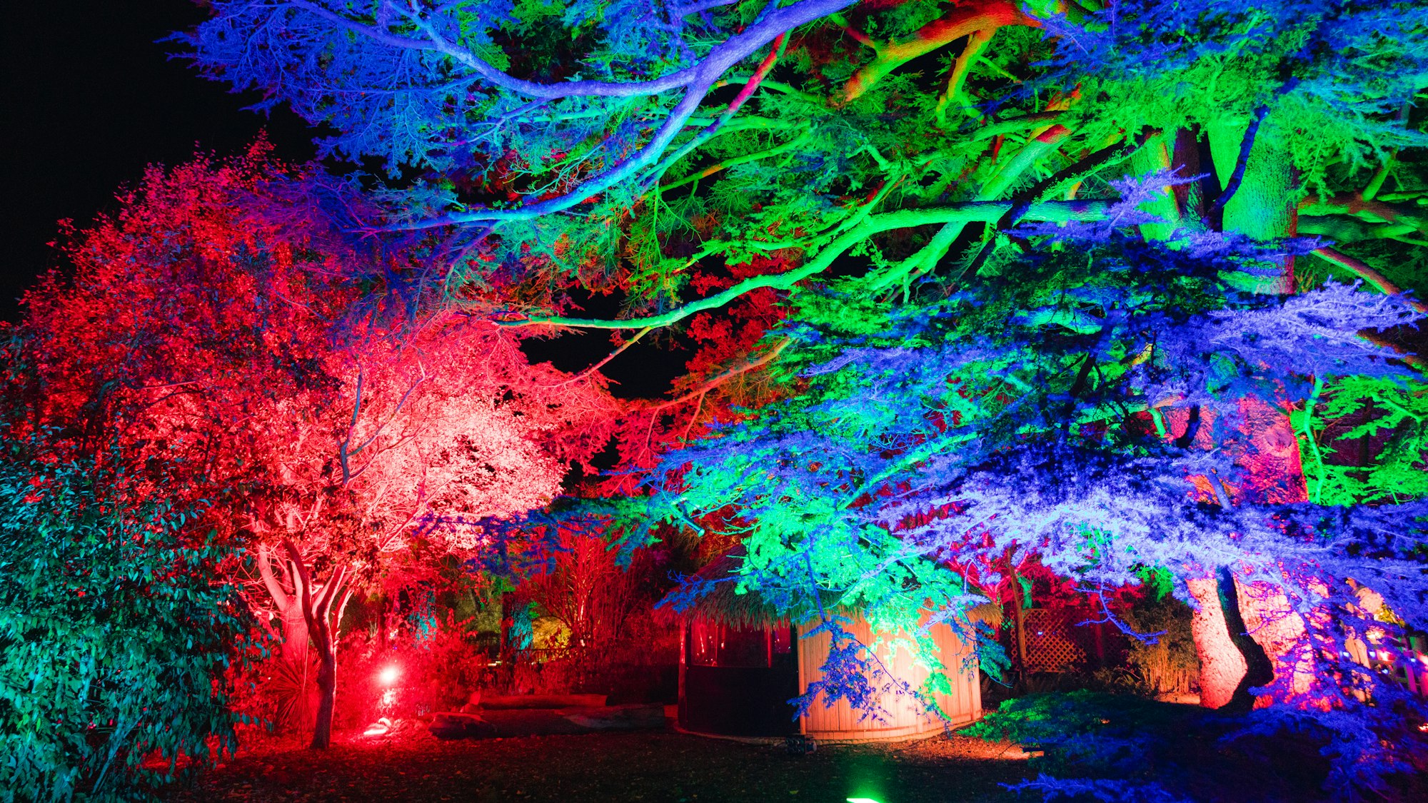 Magical forest with colorful lights